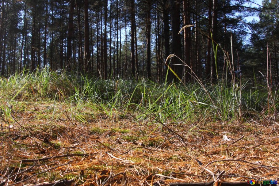 Гумус мульча