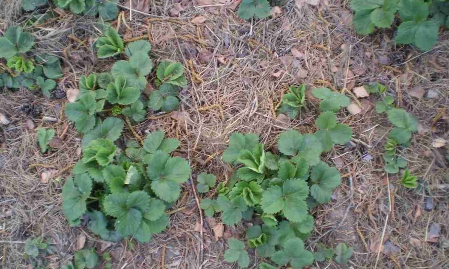 Мульчирование Виктории хвоей