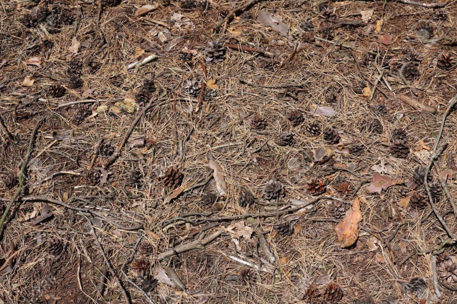 Хвойная земля