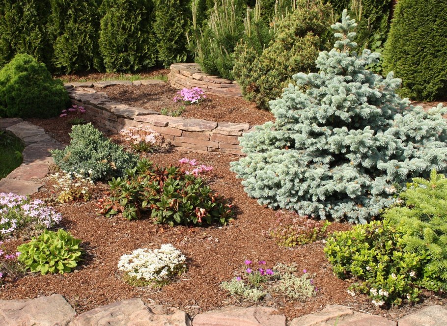 Ель глаука глобоза