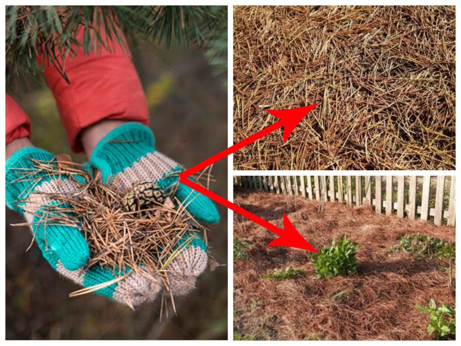 Лесной опад Лесная подстилка