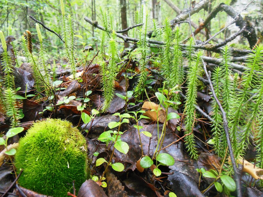 Лесной опад Лесная подстилка