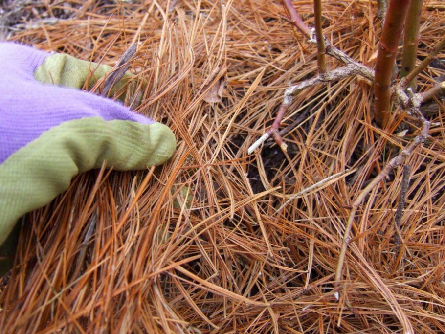 Еловые иголки на земле