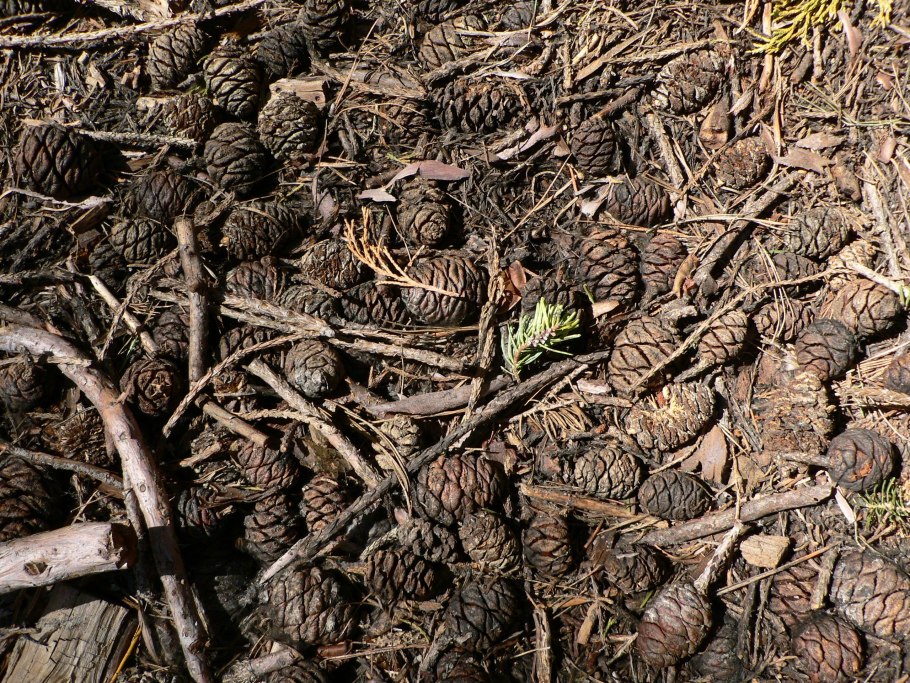 Хвойный опад в качестве мульчи