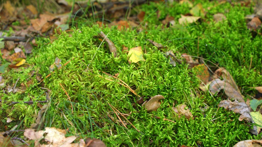 Сухие иголки сосновые