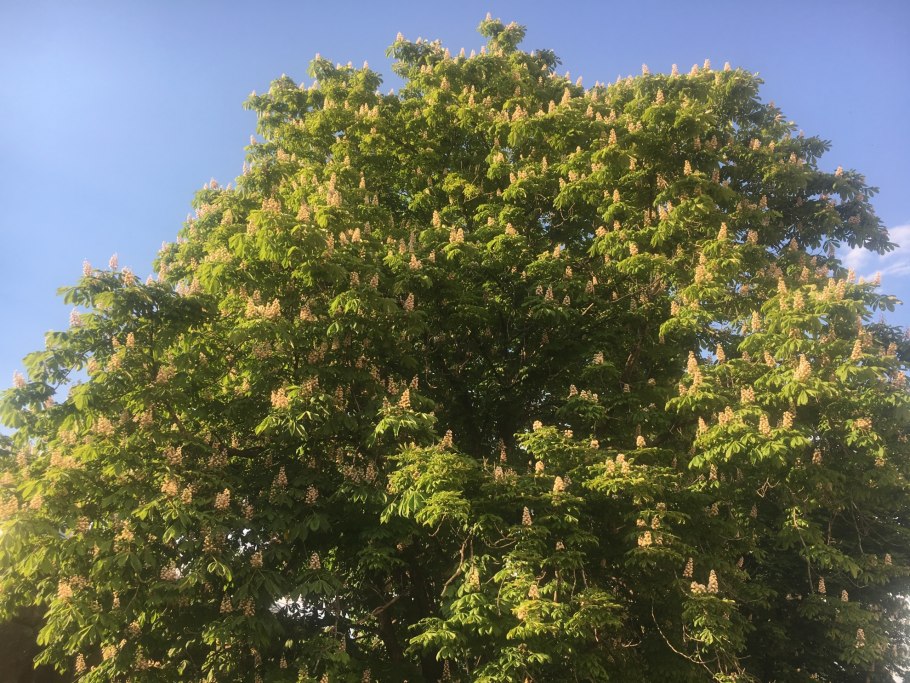 Каштан в завязи