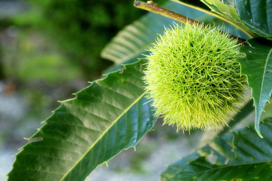 Конский каштан жёлтый