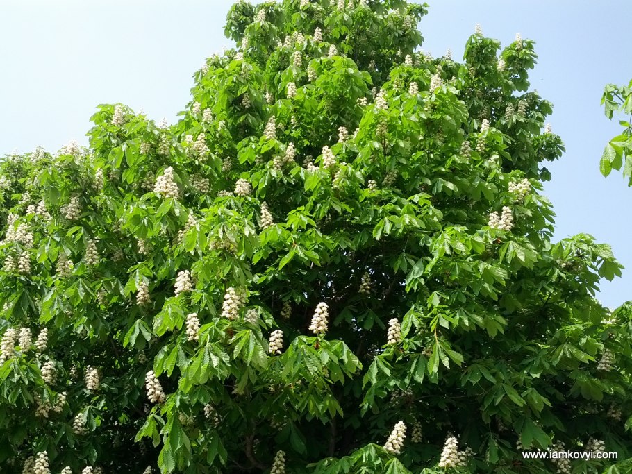 Каштан японский городчатый