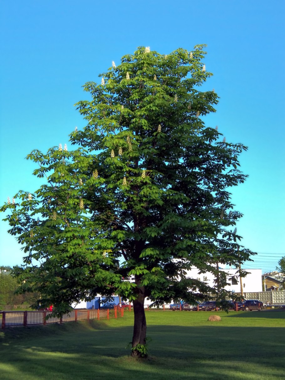Каштан конский городчатый