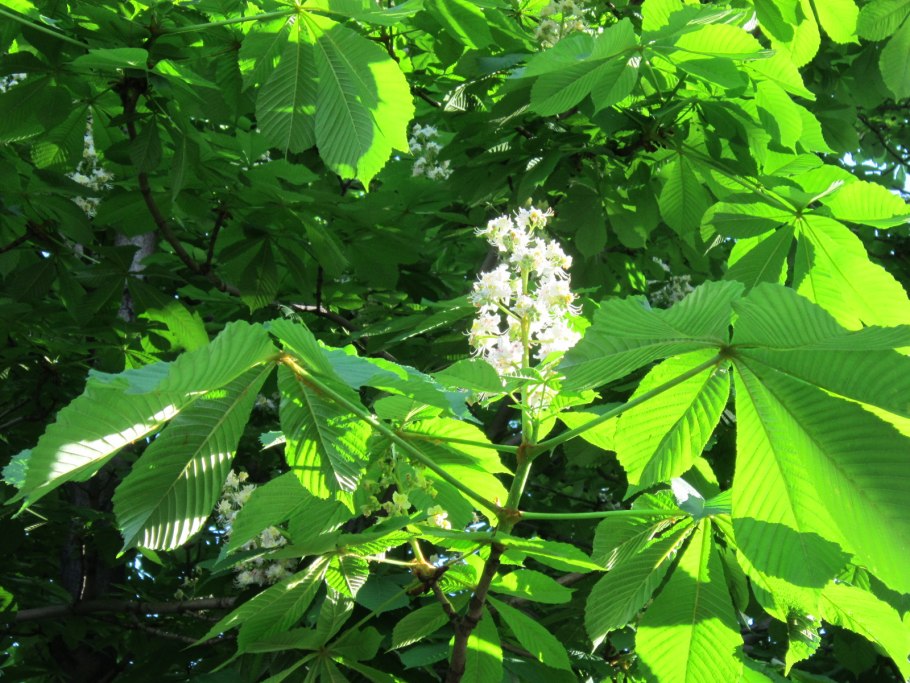 Каштан конский цветение