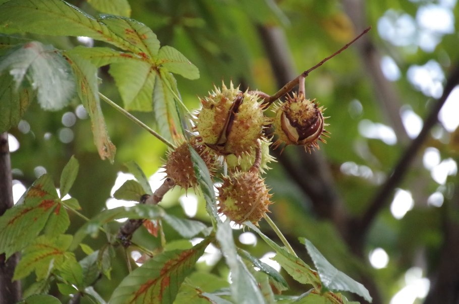 Каштан конский крона