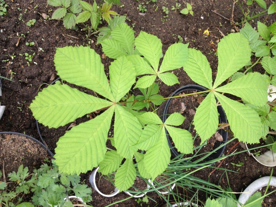 Картинку каштана Генри