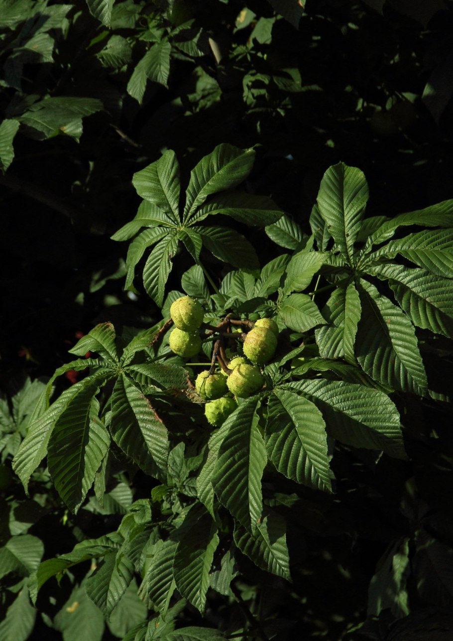 Каштан конский Маргината крона