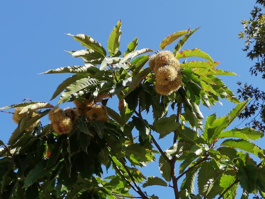 Каштан Сегю