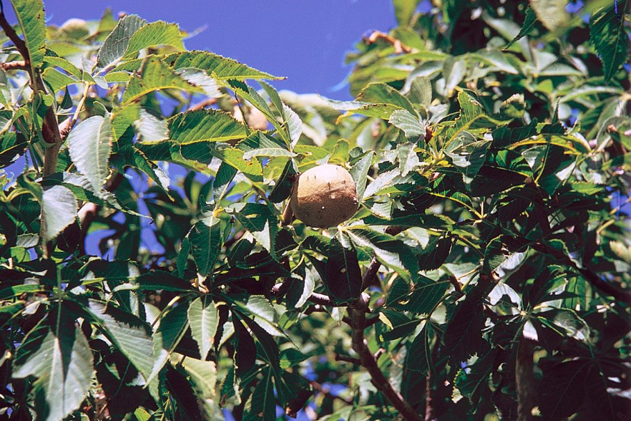 Каштан Aesculus carnea Briotii