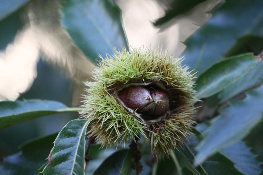 Каштан Крит