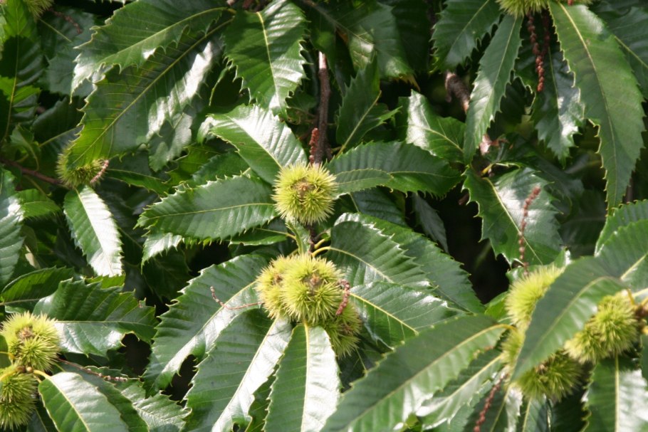 Каштан ШИПАСТЫЙ