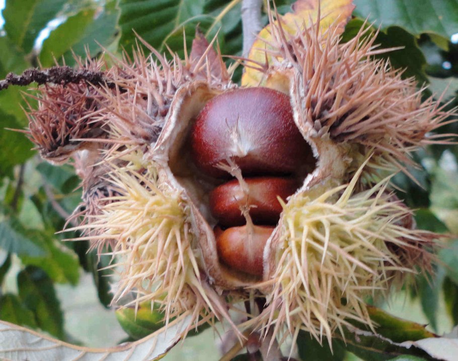 Каштан мелкоцветковый