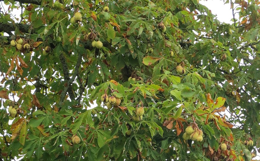 Каштан посевной съедобный