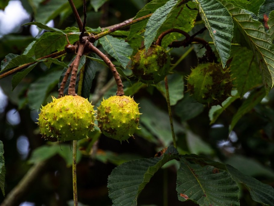 Каштан Сегю