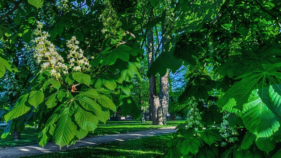 Castanea Sativa (каштан посевной, каштан съедобный)