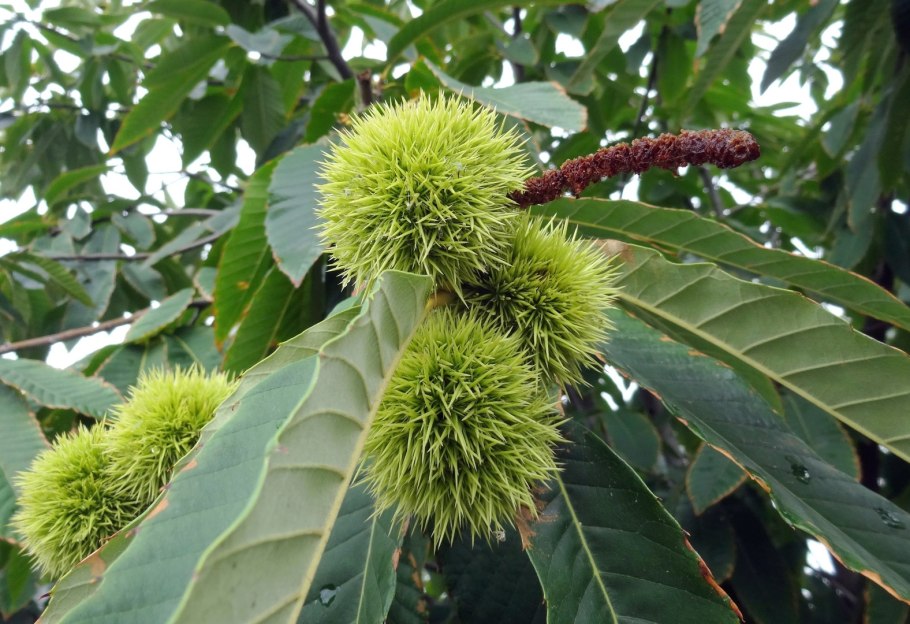 Каштан Сегю