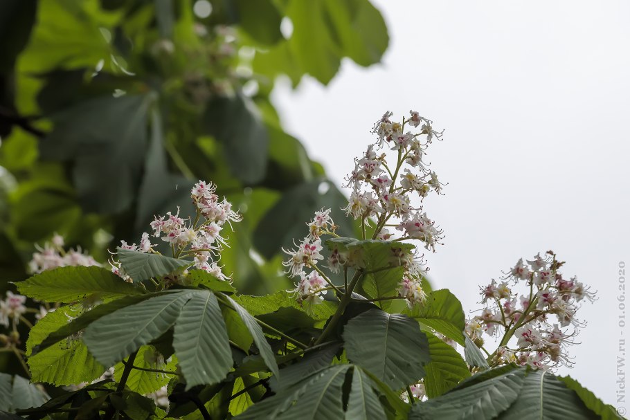 Каштан конский (Aesculus hippocastanum c5 60-80)