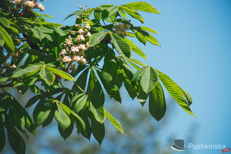 Каштан Генри с сережками