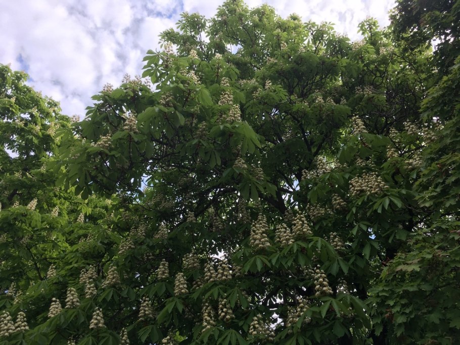 Каштан Дальневосточный