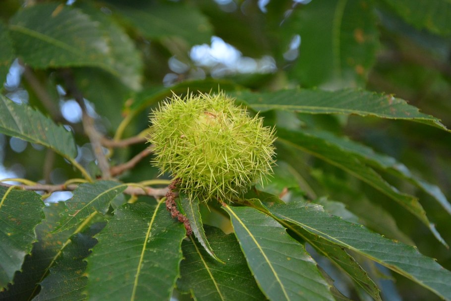 Castanea crenata