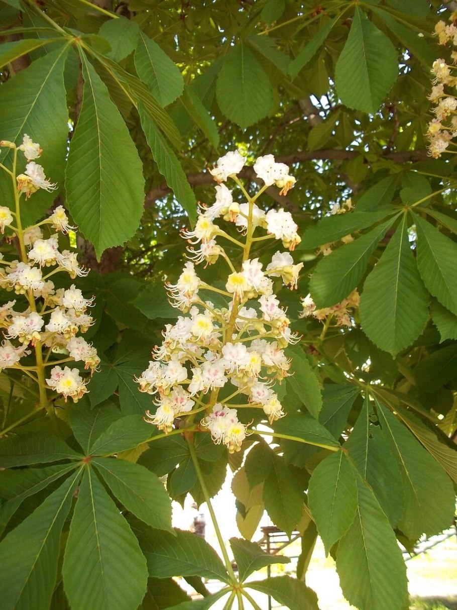 Каштан дерево