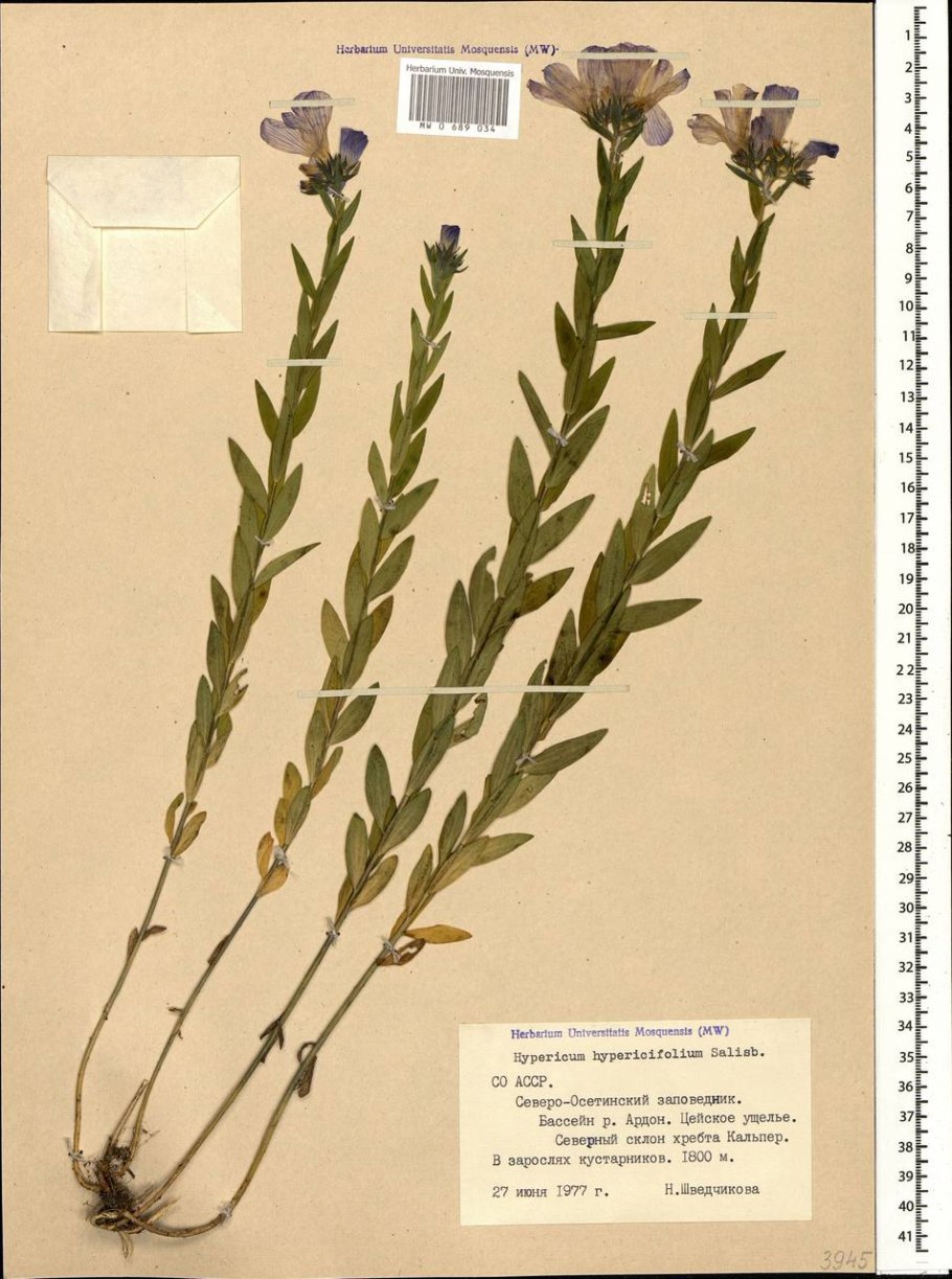 Linum hypericifolium