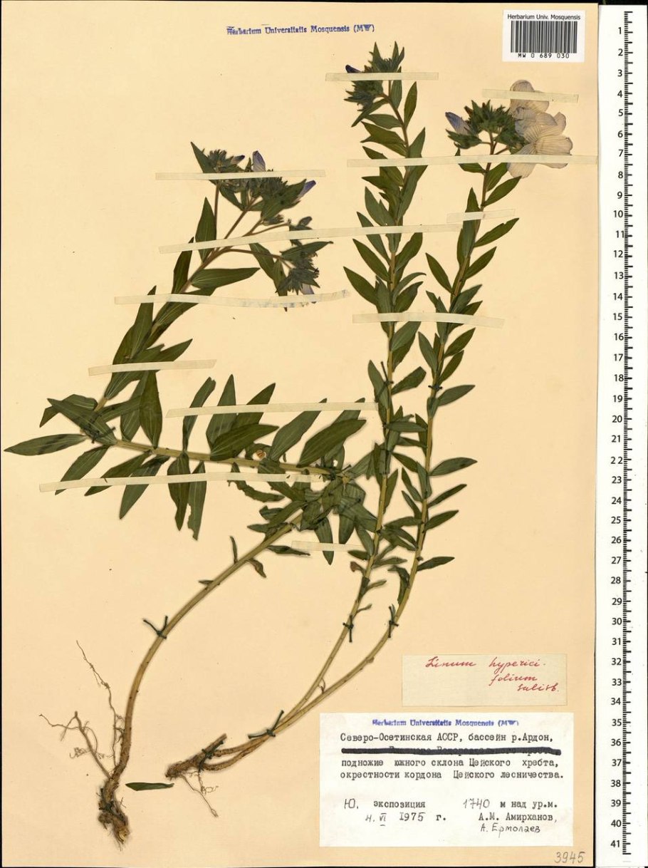 Лён жилковатый