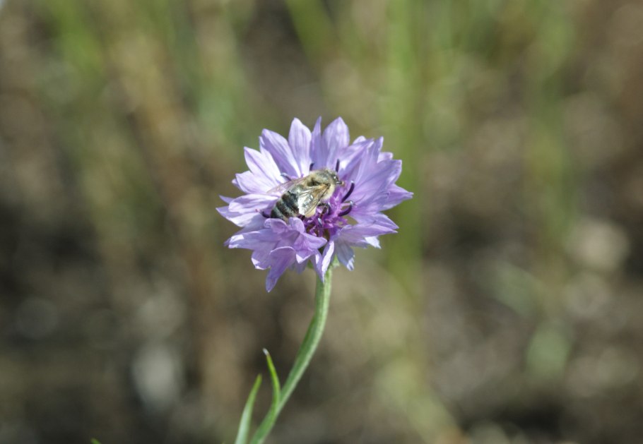 Лен многолетний Блу