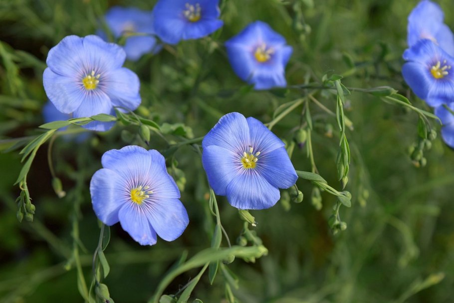 Лён Луговой растение