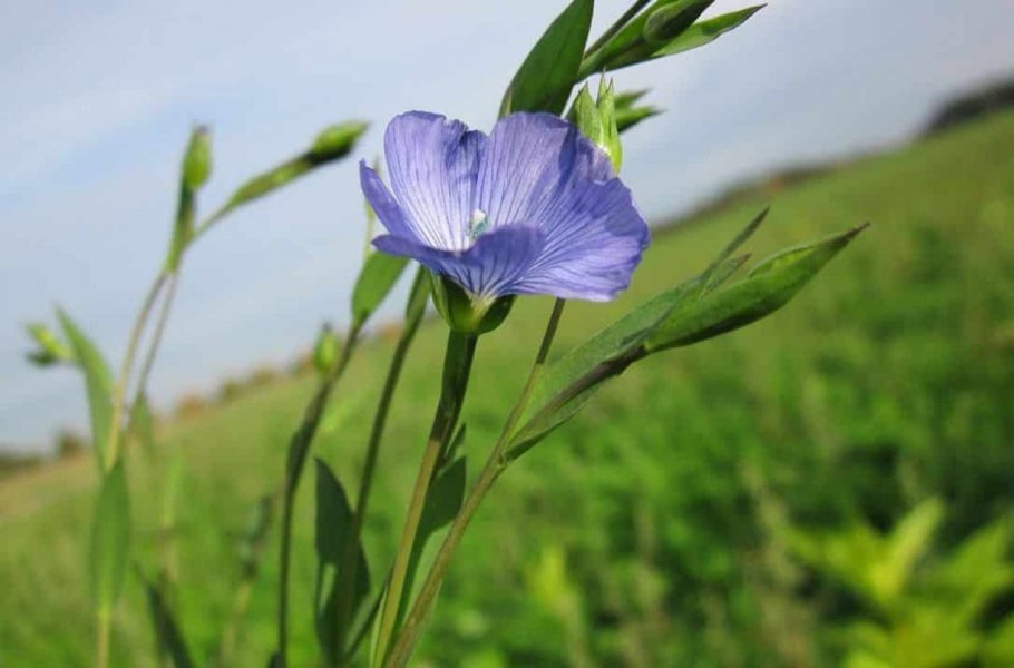 Flax fields, Rayne, 2003