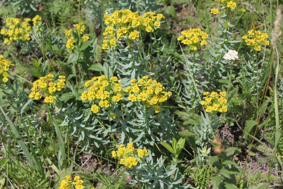 Euphorbia helioscopia молочай солнцегляд