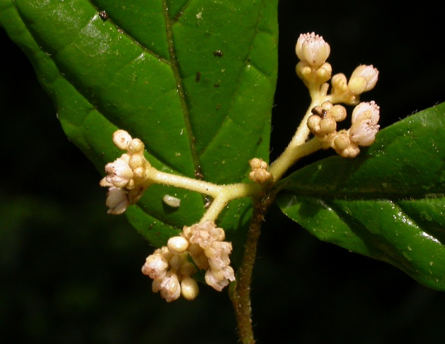 Dichapetalum cymosum