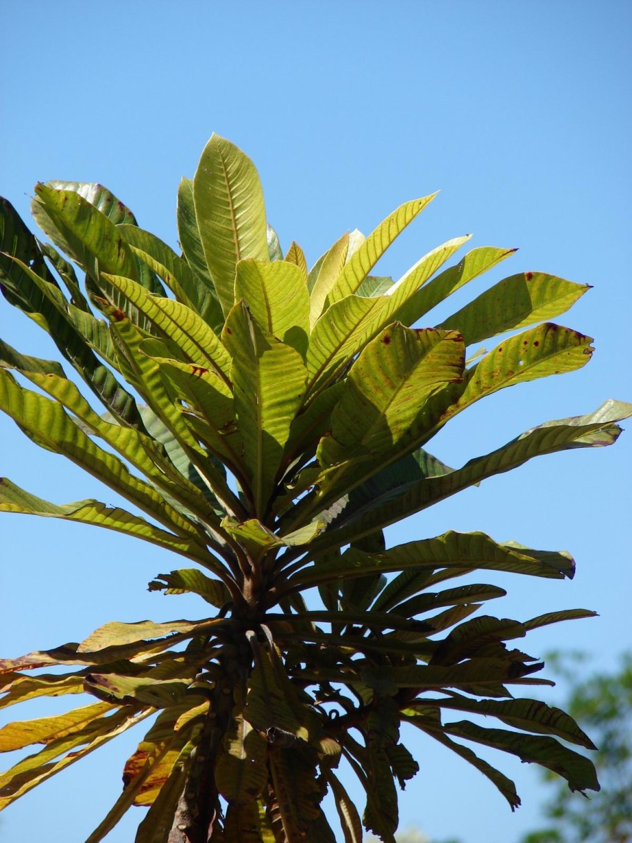 Dillenia Indica в горшке