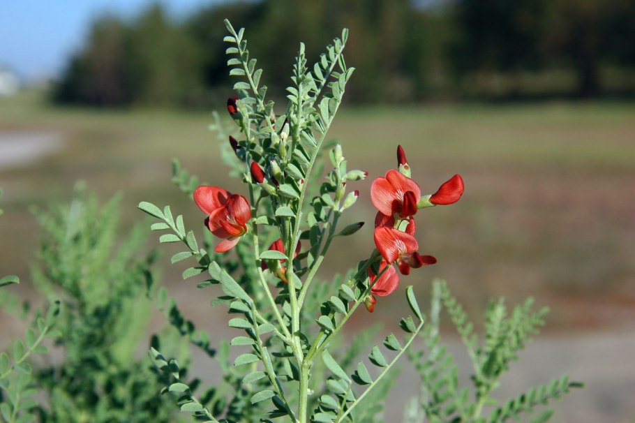 Борец круглолистный