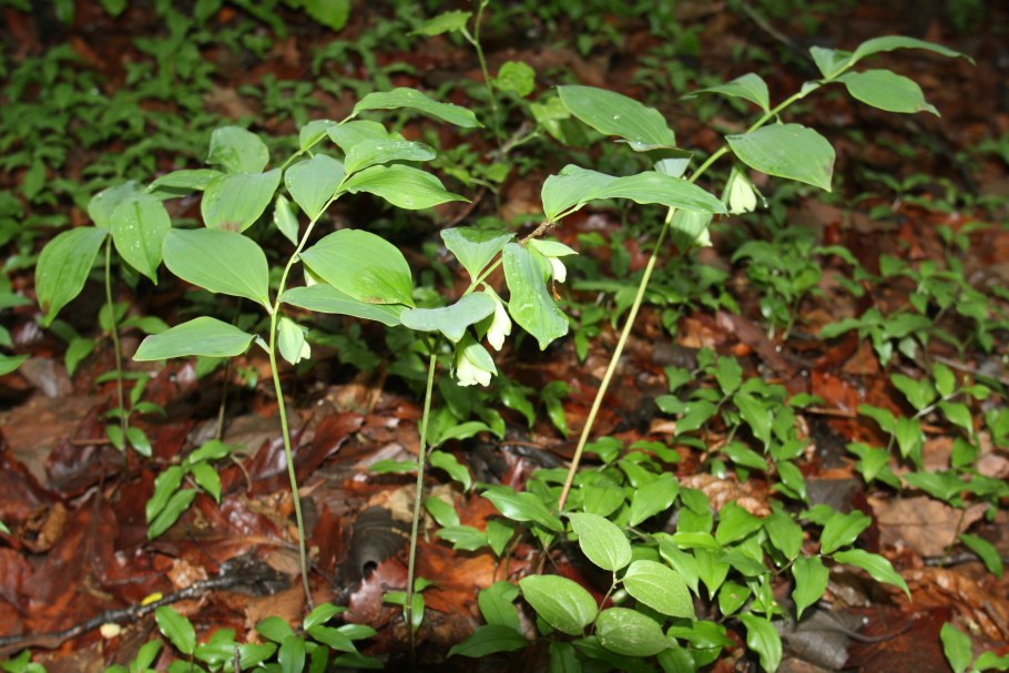 Клоповник густоцветный