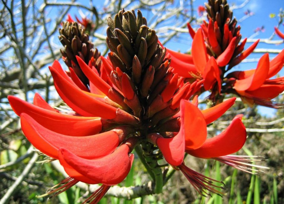 Streptopus amplexifolius