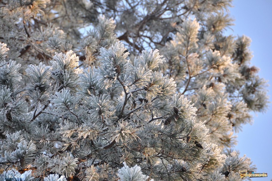 Пинус Радиата