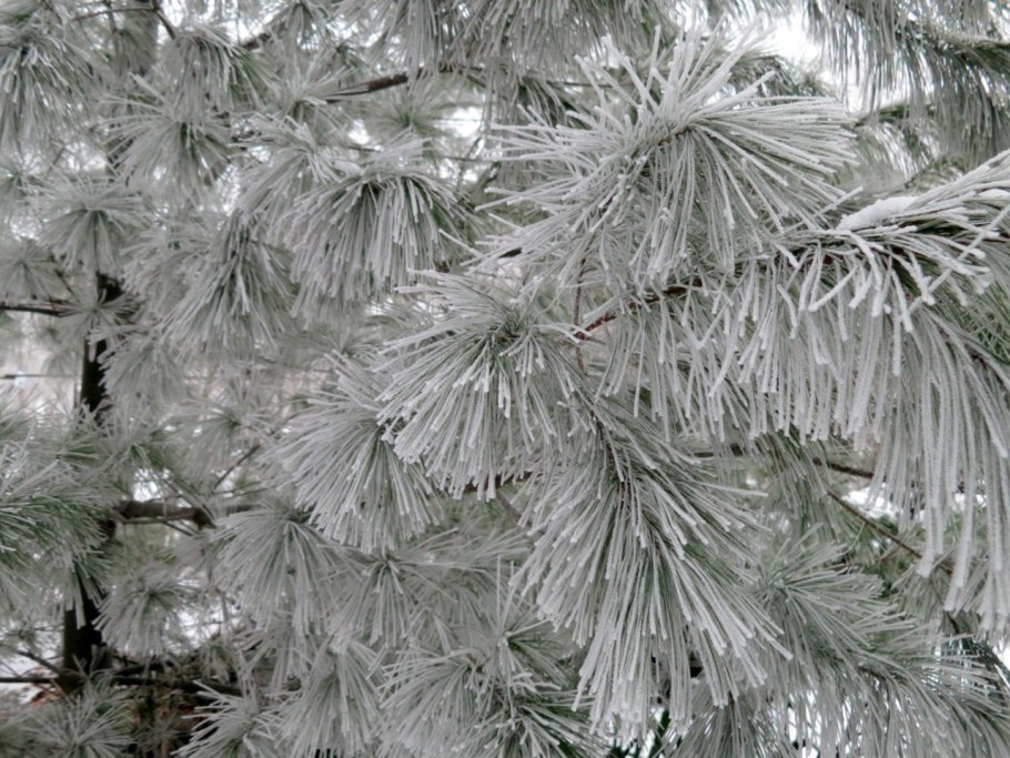 Белая сосна Канада