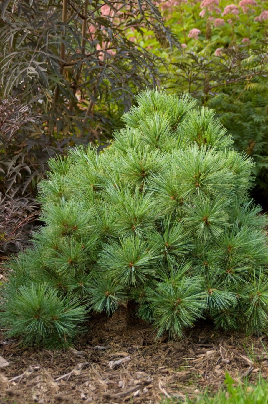 Сосна Веймутова Pinus strobus