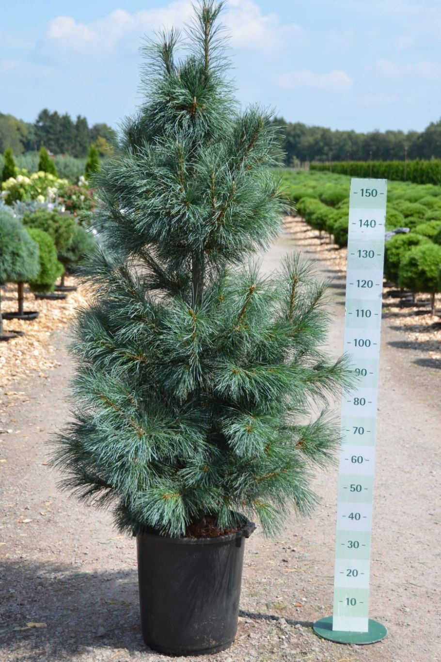 Сосна Веймутова Амерланд