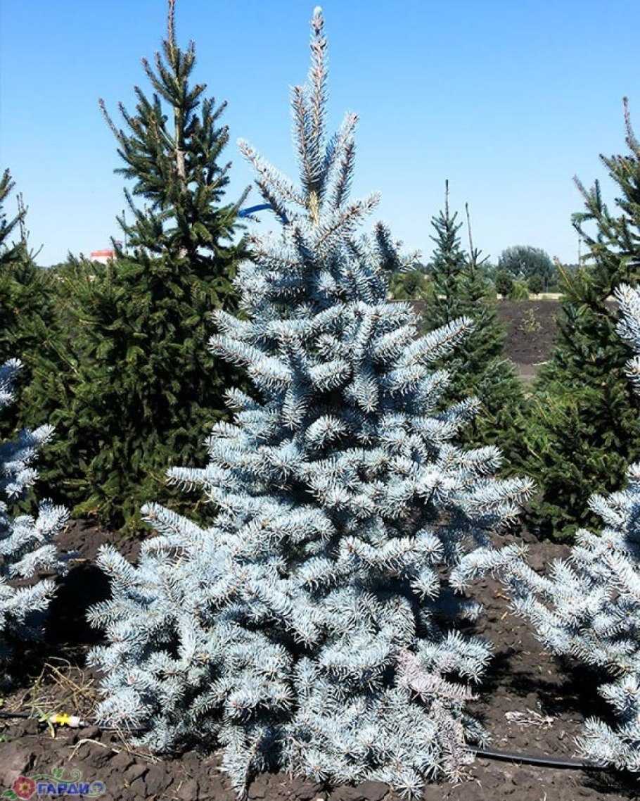 Белокорая сосна Йеллоустоун