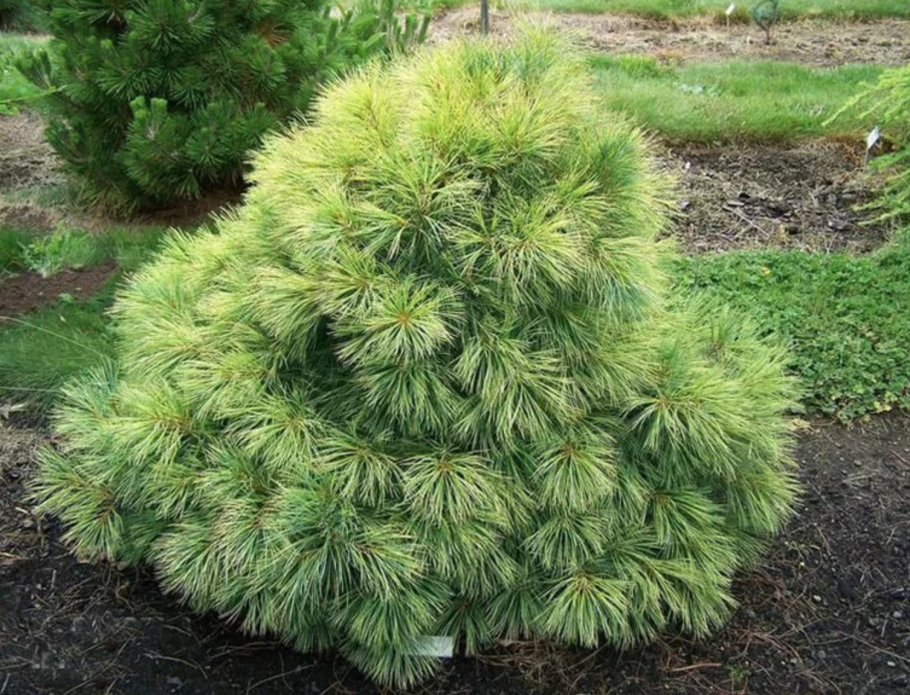 Сосна белая Веймутова