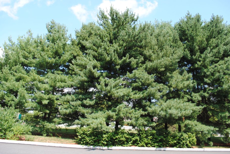 Сосна Веймутова стробус