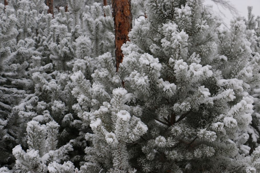 Сосна Веймутова побег